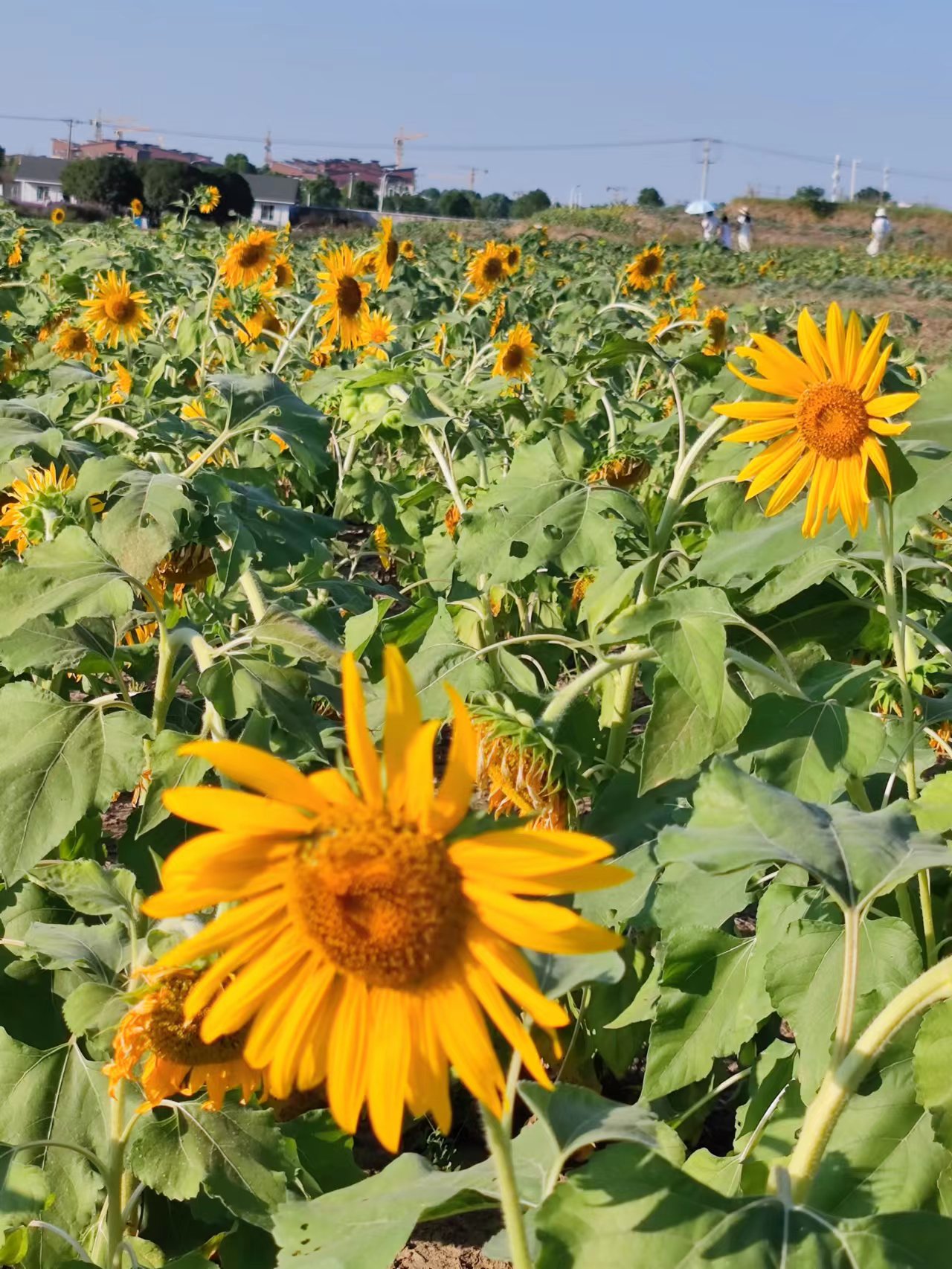 上海去苏州地铁一日游最佳路线,上海苏州地铁旅游线路