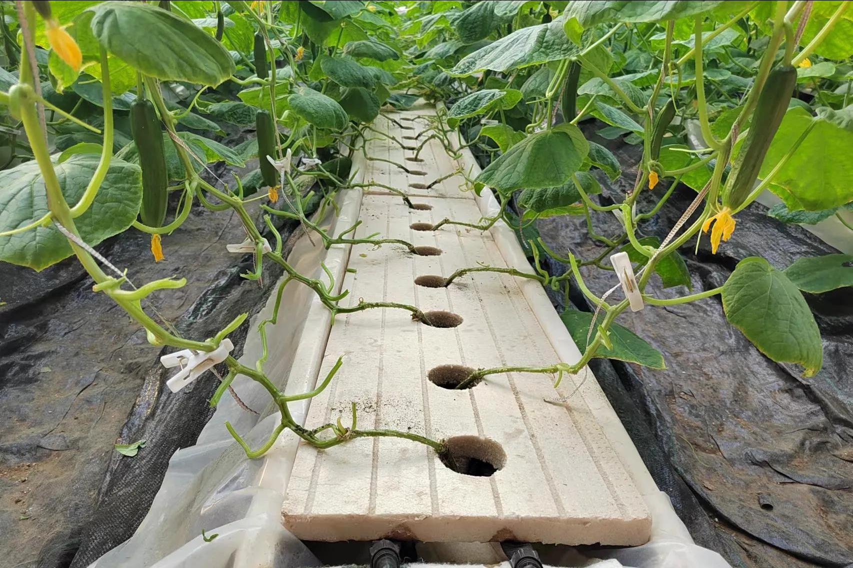 种黄瓜怎么落蔓,如何管理黄瓜种植才能结瓜多