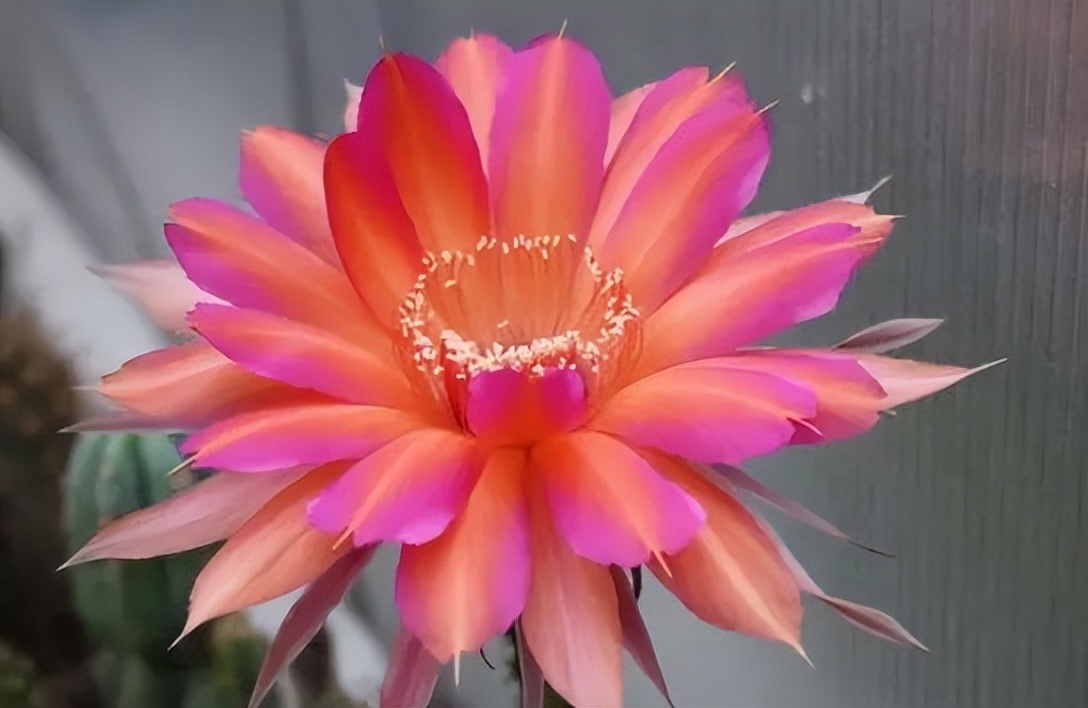 200种·仙人球开花图鉴，大开眼界，美到爆