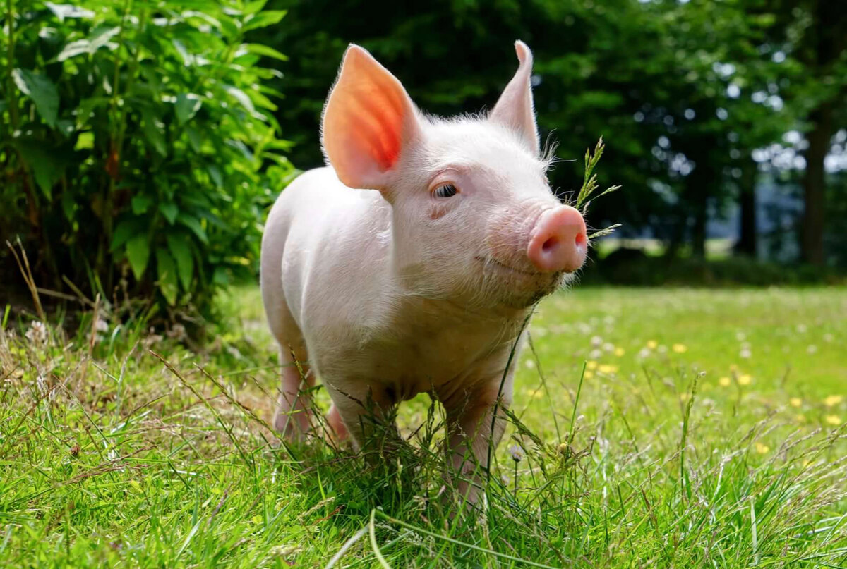 八种极为危险的可爱动物,猫是世界上最可爱的动物