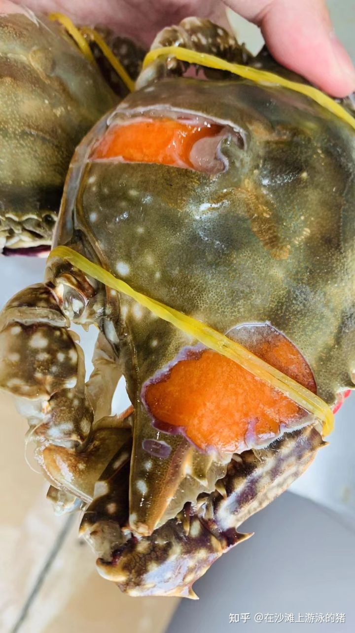 舟山活鲜梭子蟹,舟山鲜活梭子蟹