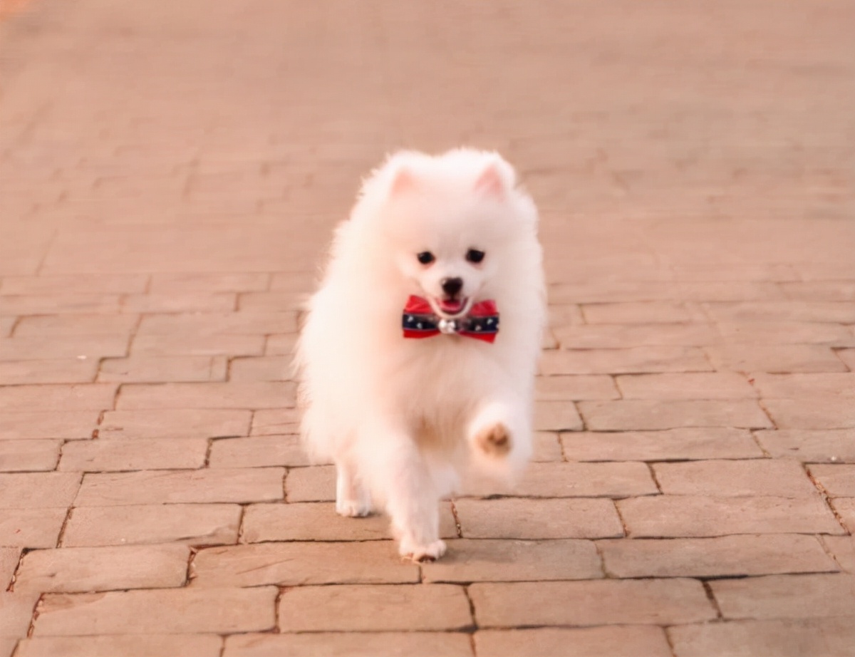 怎样给泰迪狗狗修毛,新手怎么给狗狗修毛