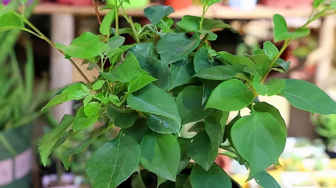 花市“捡漏”的6个小方法，学会了超省钱