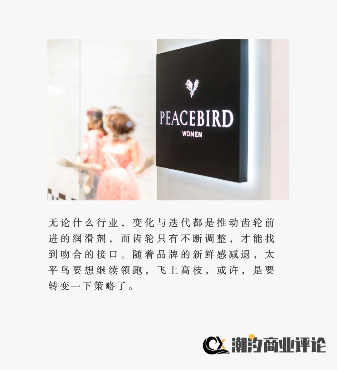 东北漫天飞雪中太平鸟枝头觅食,枝头太平鸟视频