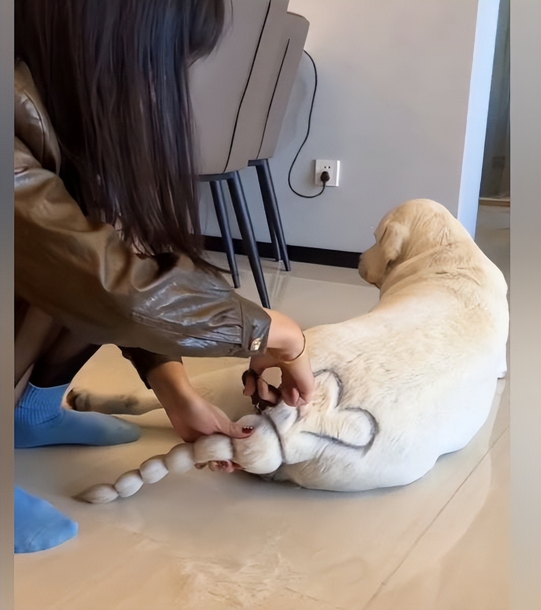 狗狗美容修剪一套,狗狗美容三件套