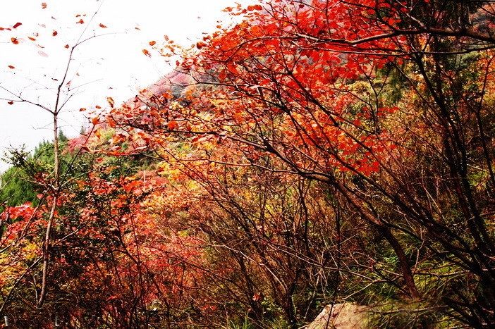 廿万公里六章，要看两岸猿声啼不住，只需要在大昌古镇150元租船