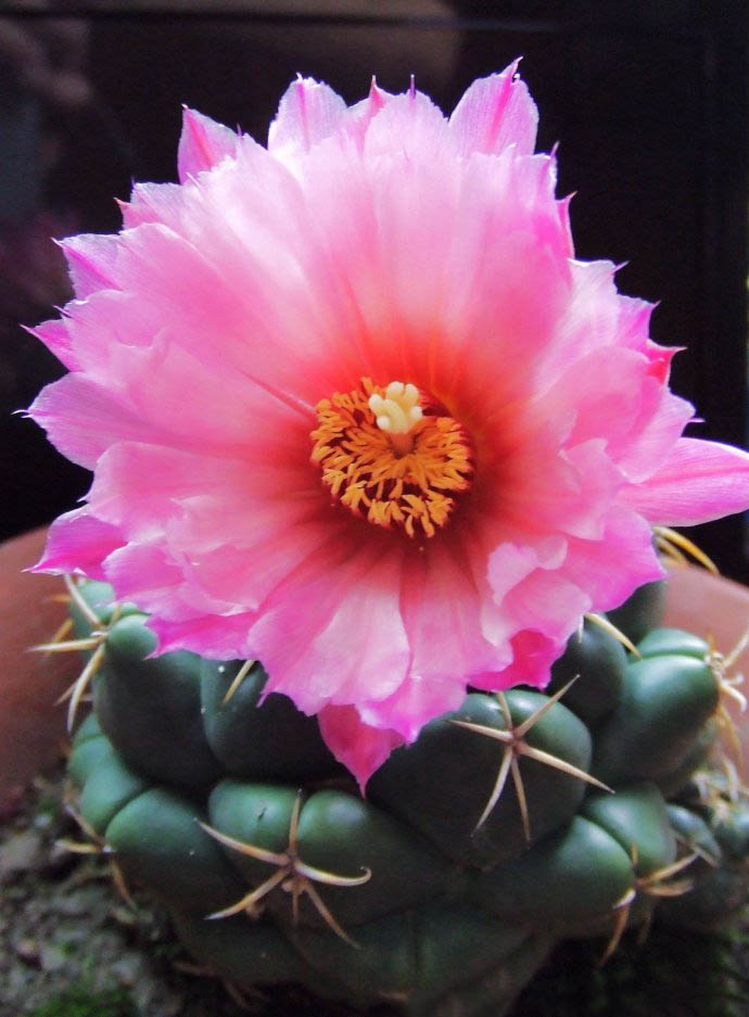 美丽/奇异花草欣赏系列——各种仙人球之象牙丸