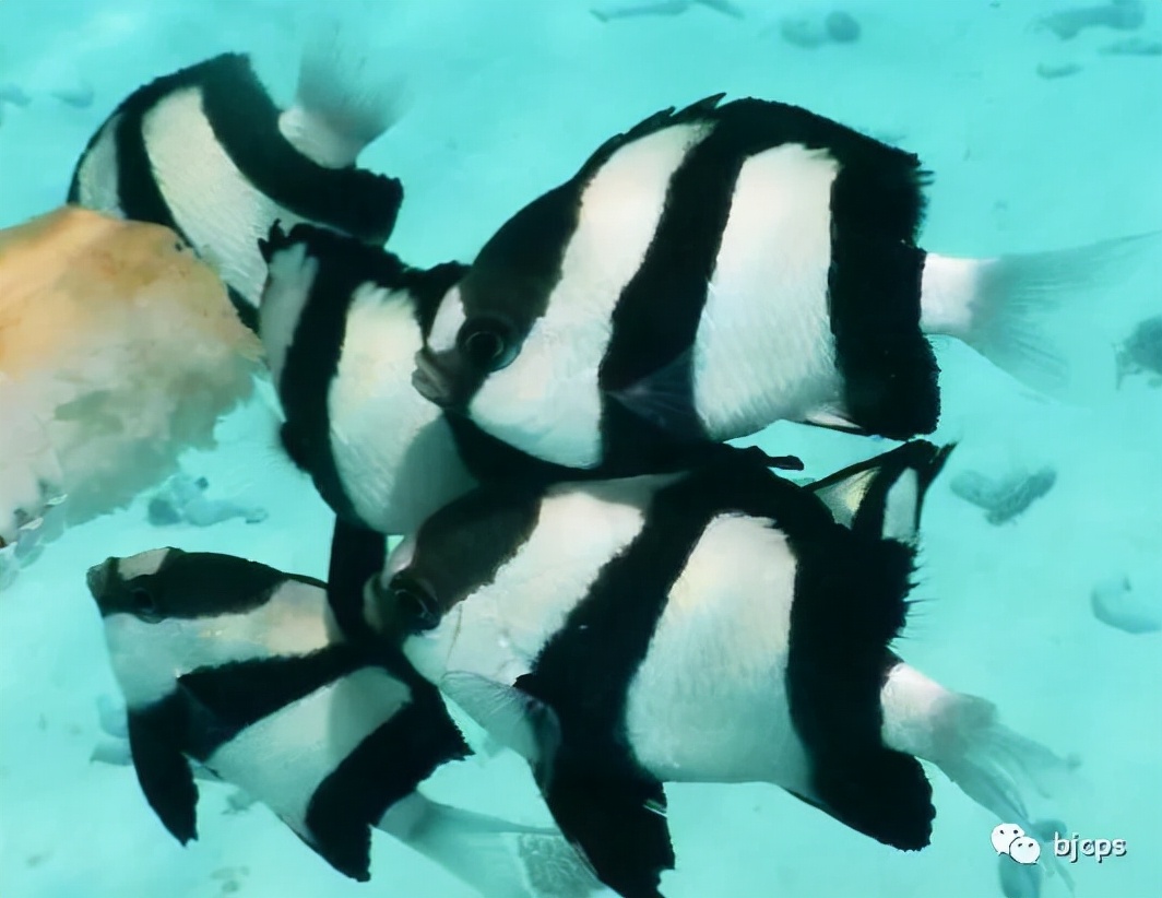 塞班岛免签政策45天还是14天,为什么塞班岛免签