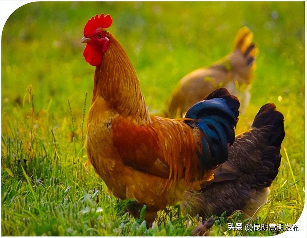 讲好荒田“农”故事铭记*党**的“浓”恩情