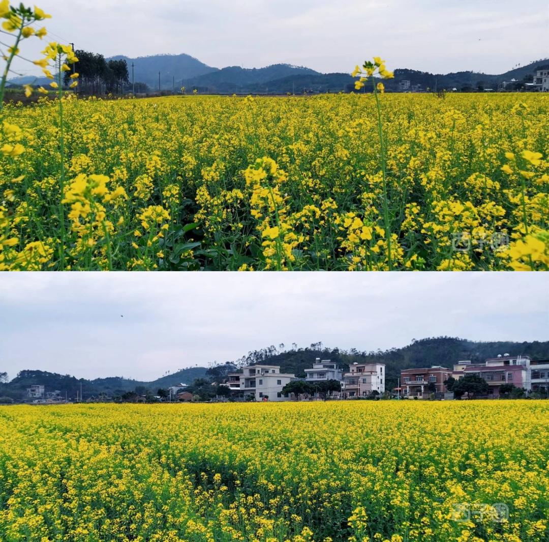 惠州周边踏青好去处推荐来啦,惠州18公里环湖绿道攻略