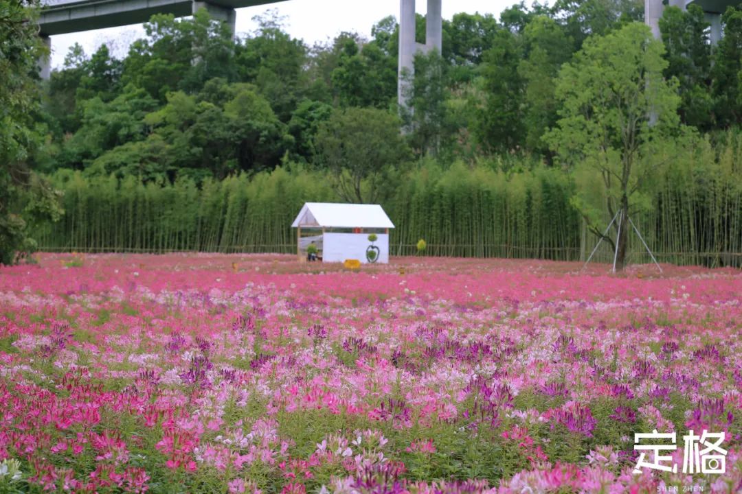 深圳蝴蝶谷花海,深圳湾公园花海3月