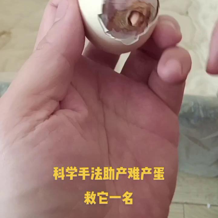 家用孵化器孵化全过程图,一年四季可用的孵化器
