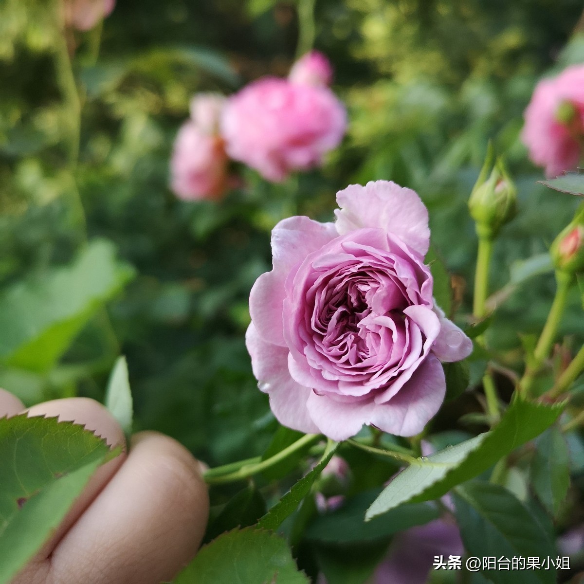 推荐几种值得入手的月季,盘点又好看又容易种的花
