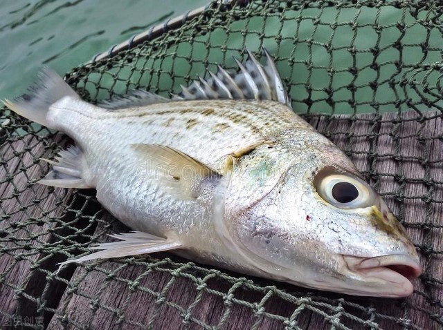 包船海钓初学者入门教程,拼船钓鱼