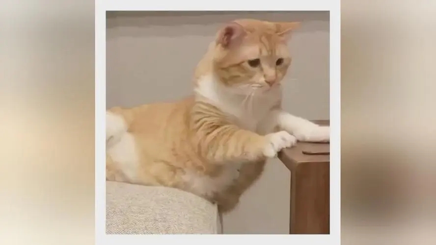 外出一周家里的猫怎么办,出门了家里的猫咪怎么办