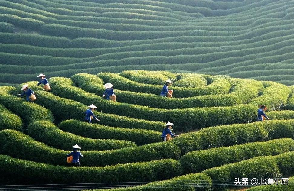 买茶叶如何才能不上当？行家说：3个真相要记牢，认准2点不吃亏