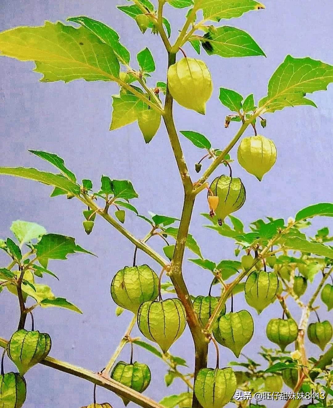 农村消失的水果,农村才能吃到的十种水果