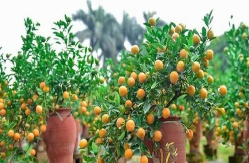 越南实际生活状态,越南生活真实现状街拍