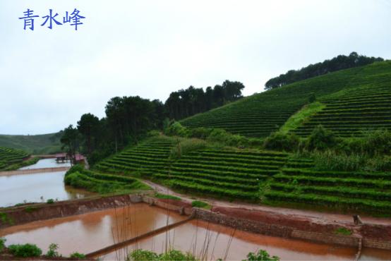 云南西双版纳古树普洱茶价格,云南和西双版纳的普洱茶好吗