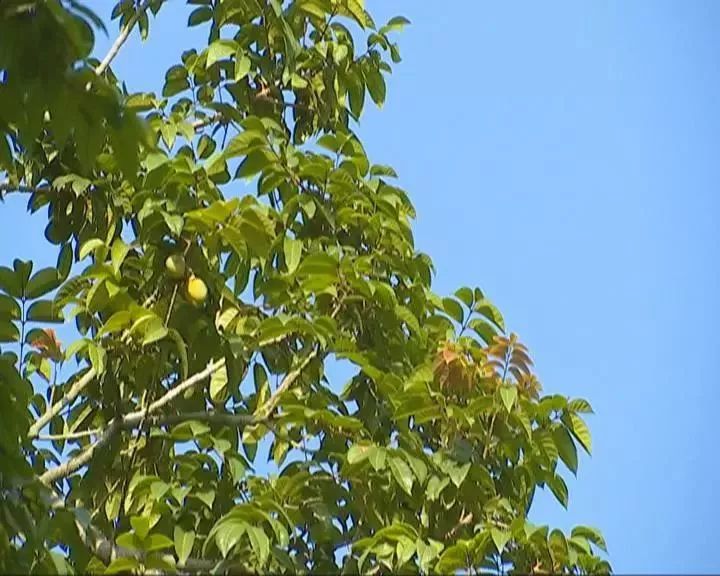 潮汕橄榄水果图片,潮汕橄榄果多少钱一斤