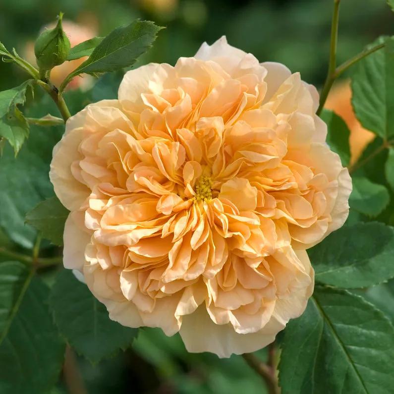 从“运茶快船(TeaClipper)”到英国人对中国茶叶的狂热