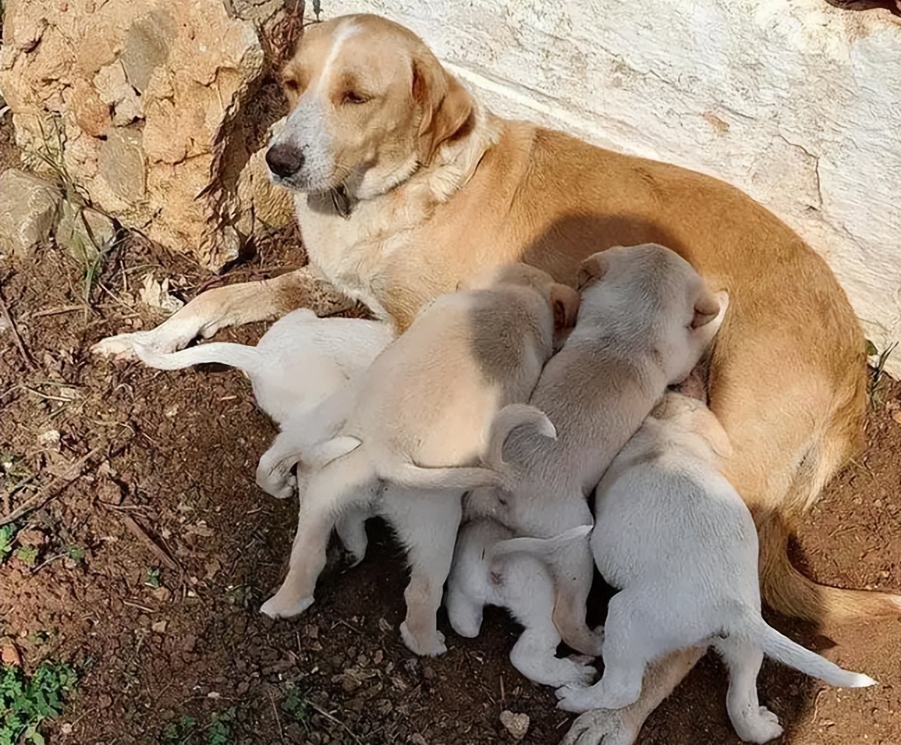 原来狗狗的交配方式，有那么多种