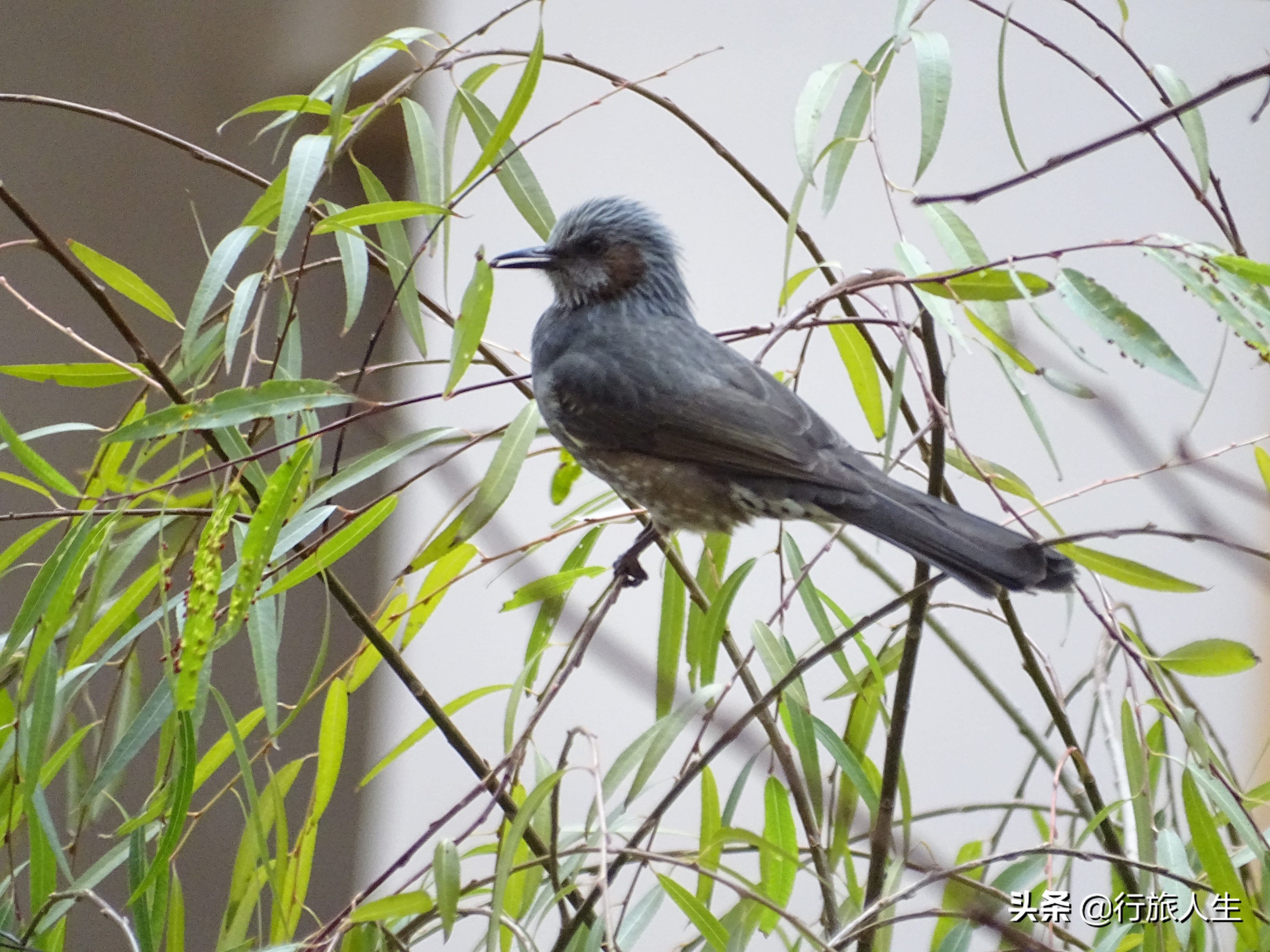 冬日的鸟儿文案,冬日鸟儿在树上图片