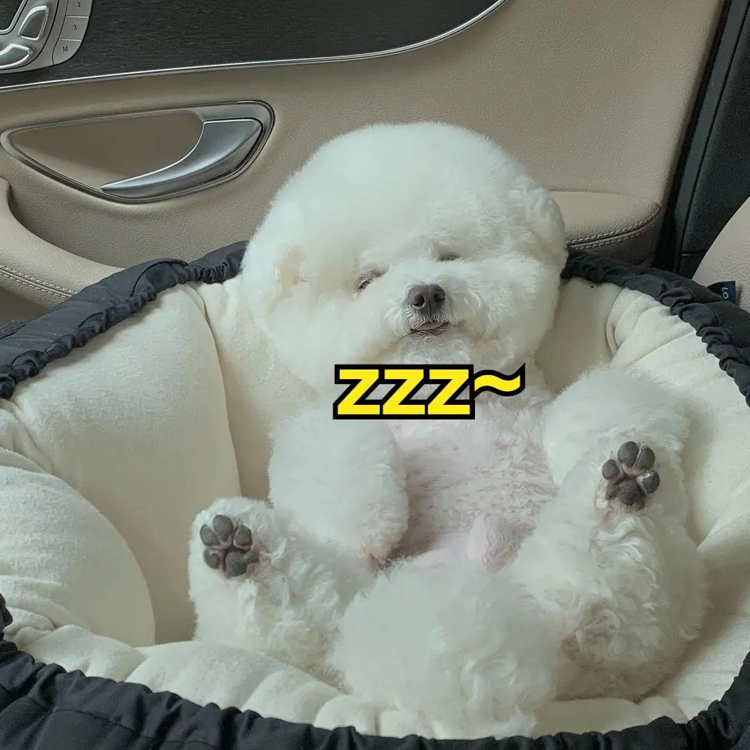 现在的狗狗有多幸福,盘点那些幸福的狗狗