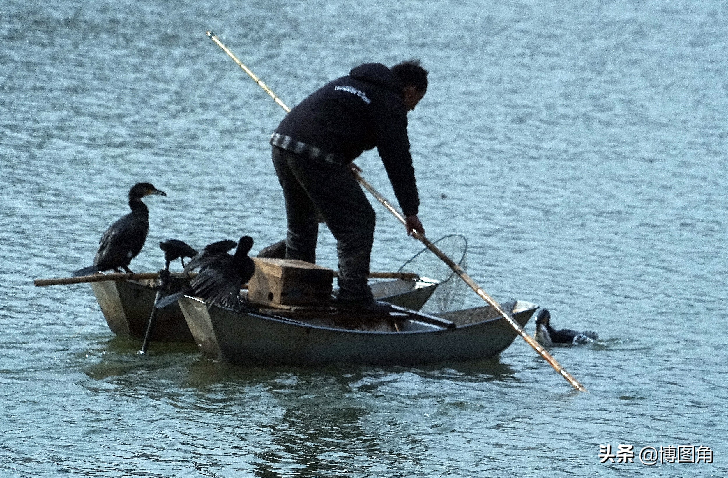 80年代农村鱼鹰捕鱼,渔民与鸬鹚捕鱼图片