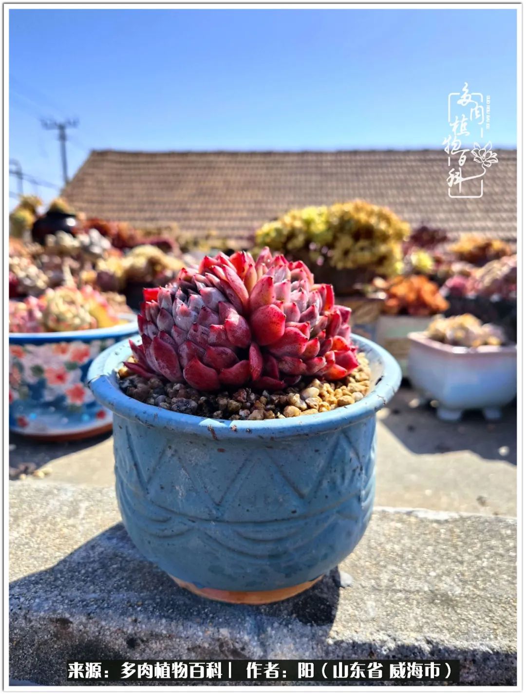 浜洪棿鐑熺伀鑷湁涓囧崈棰滆壊,浜洪棿鐑熺伀鐨嗘槸骞冲嚒棰滆壊