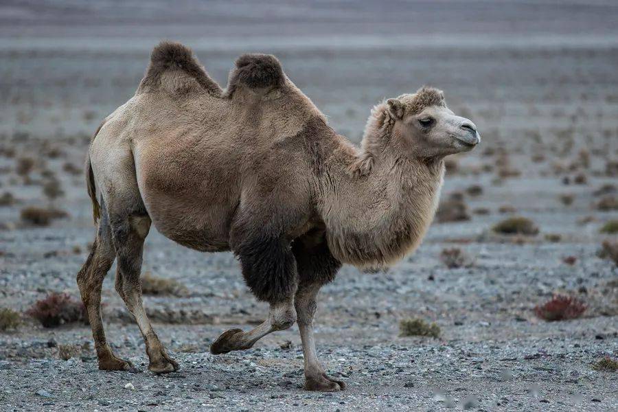 野生双峰骆驼和家养骆驼有何区别,野骆驼和骆驼是一个物种吗