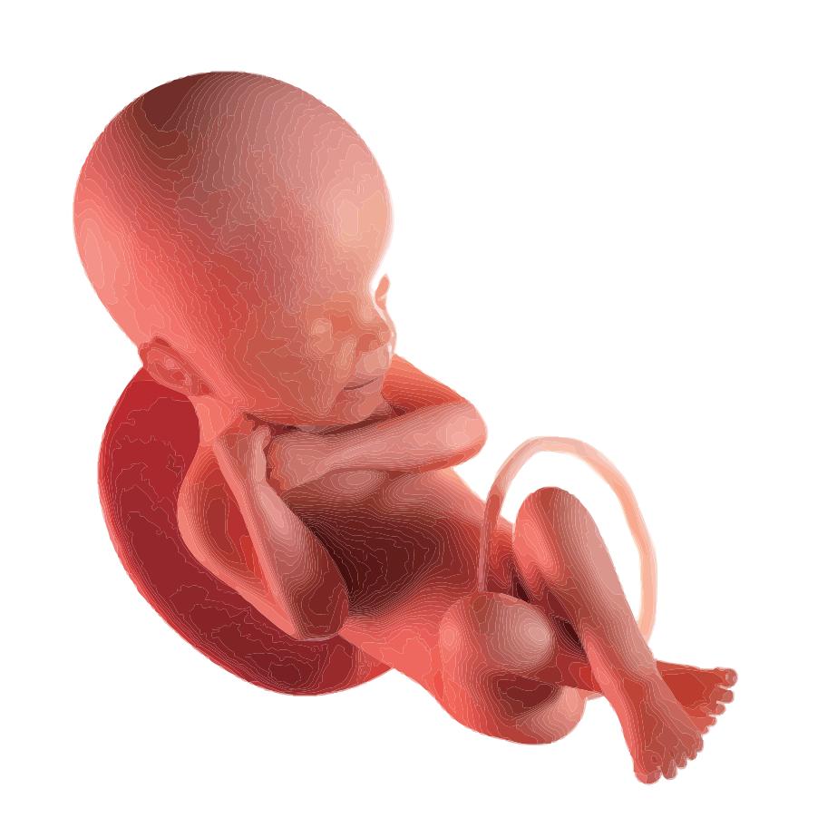 胎盘钙化影响胎儿智力吗,胎盘钙化会影响胎儿智力吗