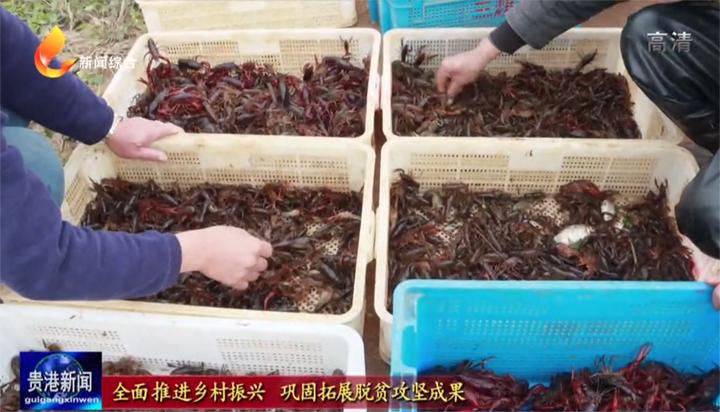 「全面推进乡村振兴巩固拓展脱贫攻坚成果」桂平市石咀镇：鸵鸟特色养殖“奔”出致富加速度