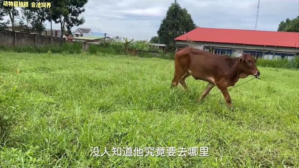 小猴子把牛弄丢了,小猴子贪玩引发悲剧