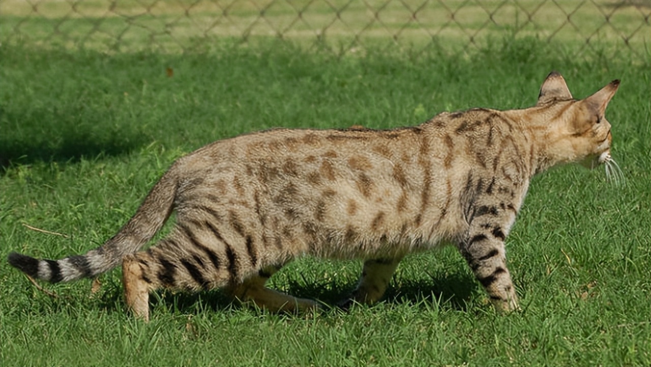 萨凡纳猫咪基础知识,萨凡纳猫该怎么养才能长大