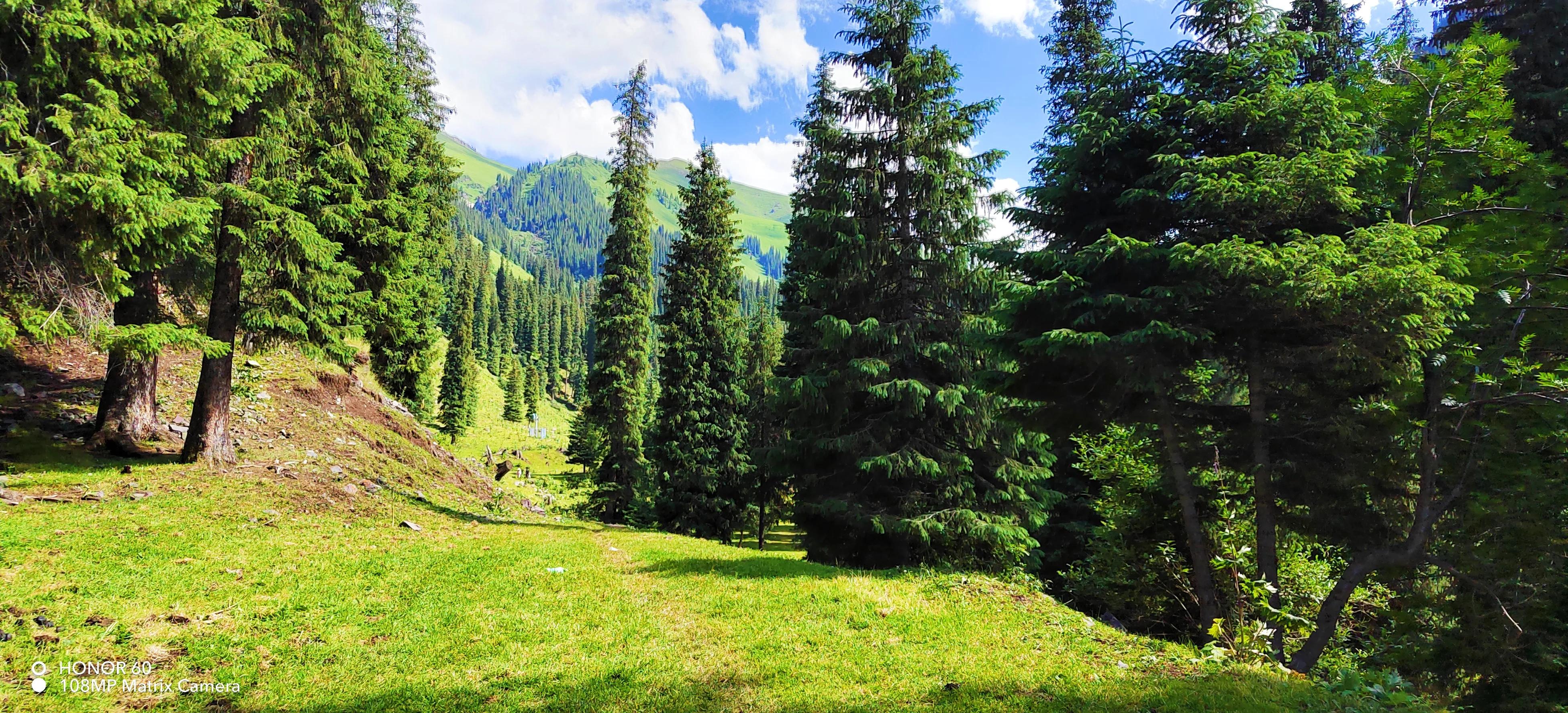 穿越森林探险视频,穿越森林探险之旅
