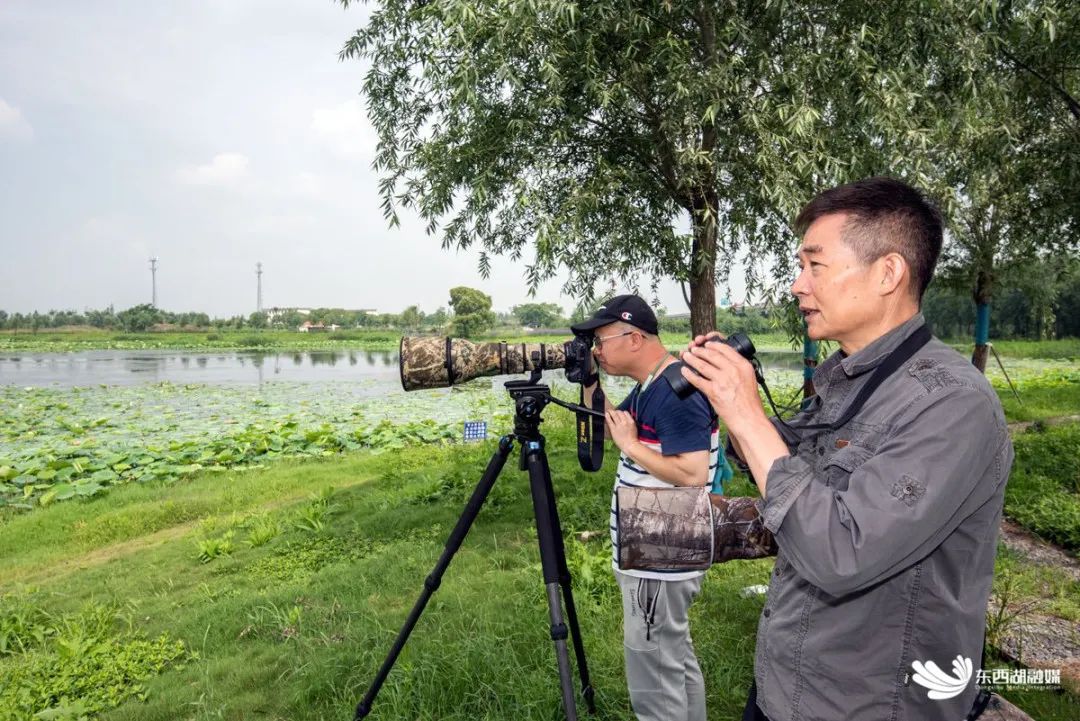 有被惊艳到！“颜值顶流”齐聚东西湖！