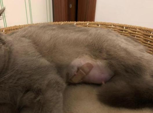 猫咪乳腺炎需要把奶挤出来么,猫咪假孕乳腺炎有硬块怎么消除