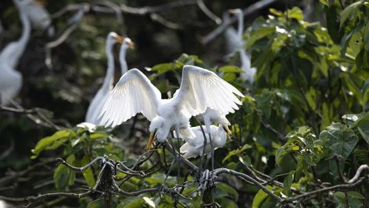 佳能rf800mmf5.6价格,佳能rf800mmf5.6定焦镜头能拍多远