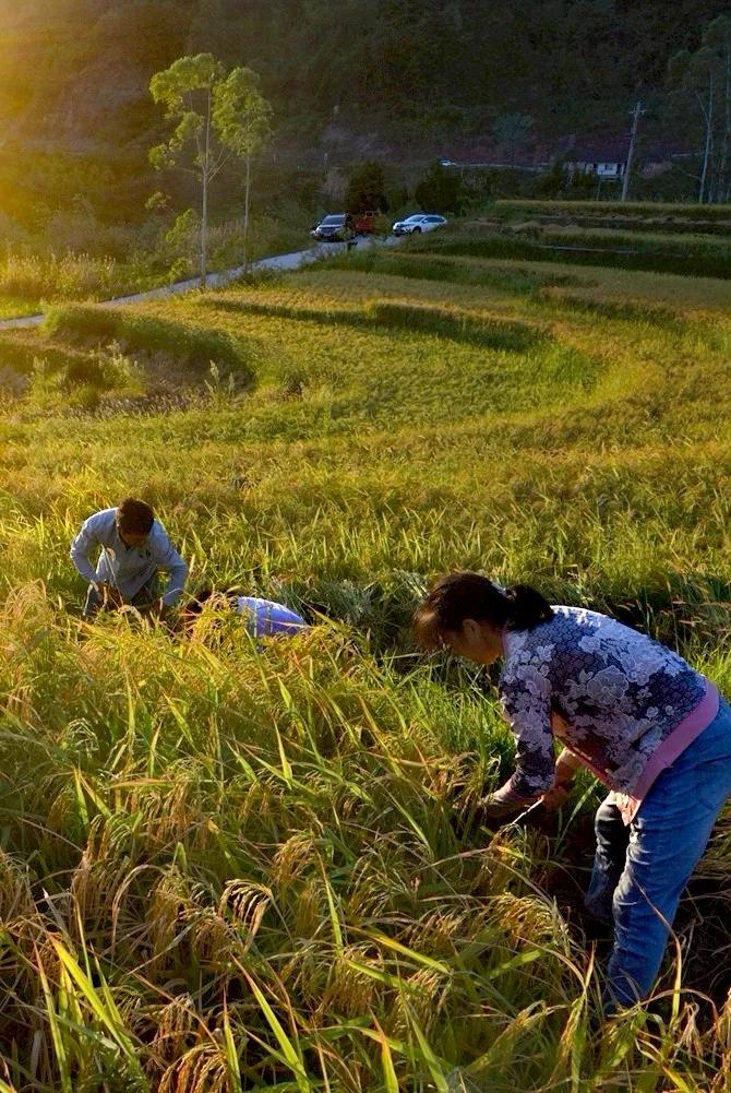 稻菽飘香各地丰收忙,稻菽飘香图片