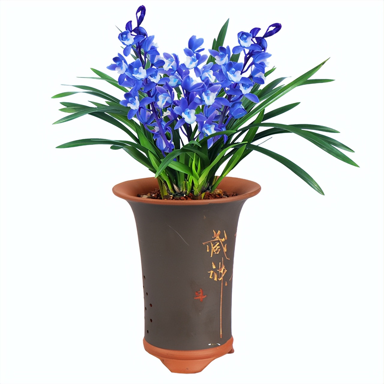 最好养的兰花四季兰品种,哪种兰开花又香又好看