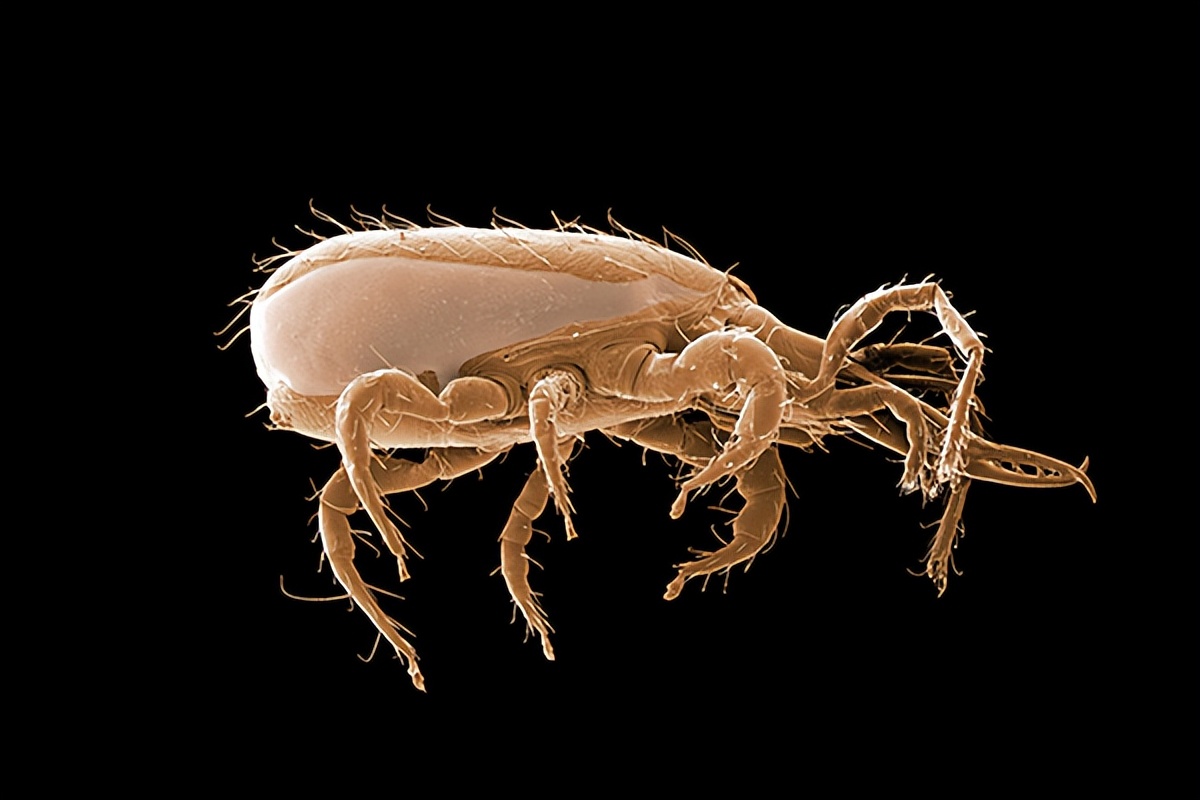 cpco中虫协靠谱吗,cpco中虫协资质国家认可吗