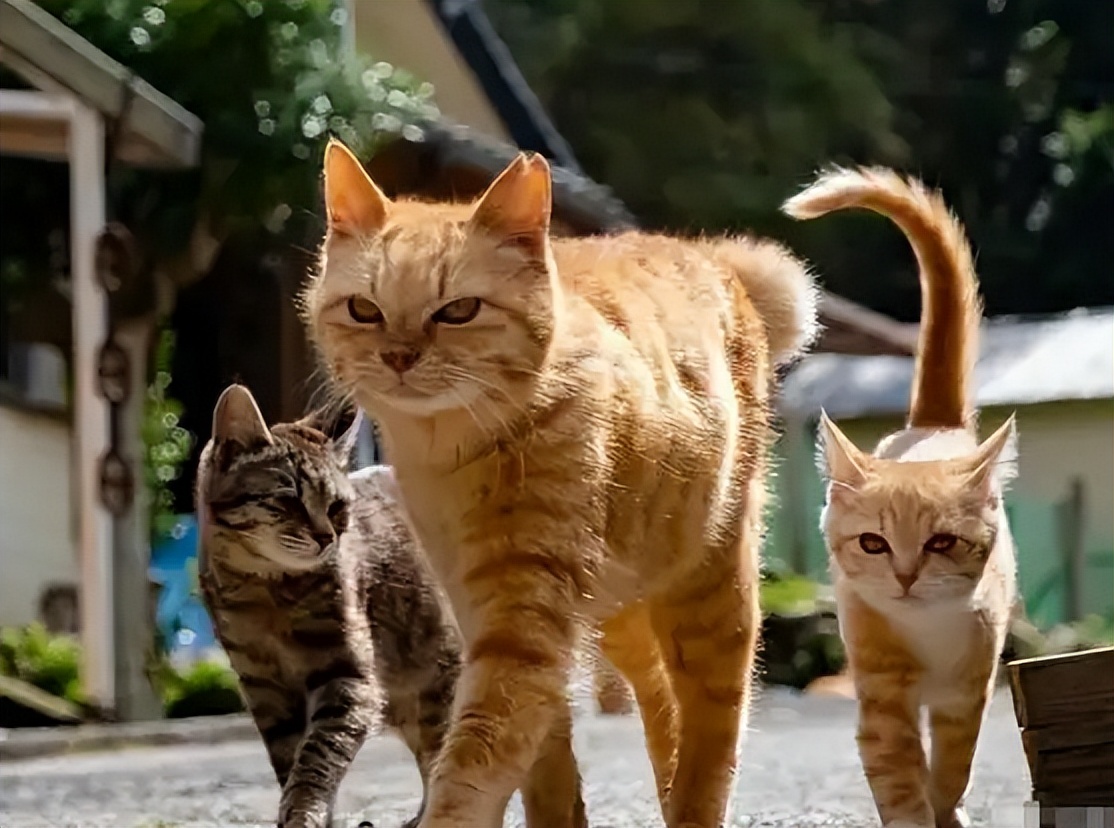 当十二星座遇见小猫咪会怎么样呢,十二星座的专属小猫咪