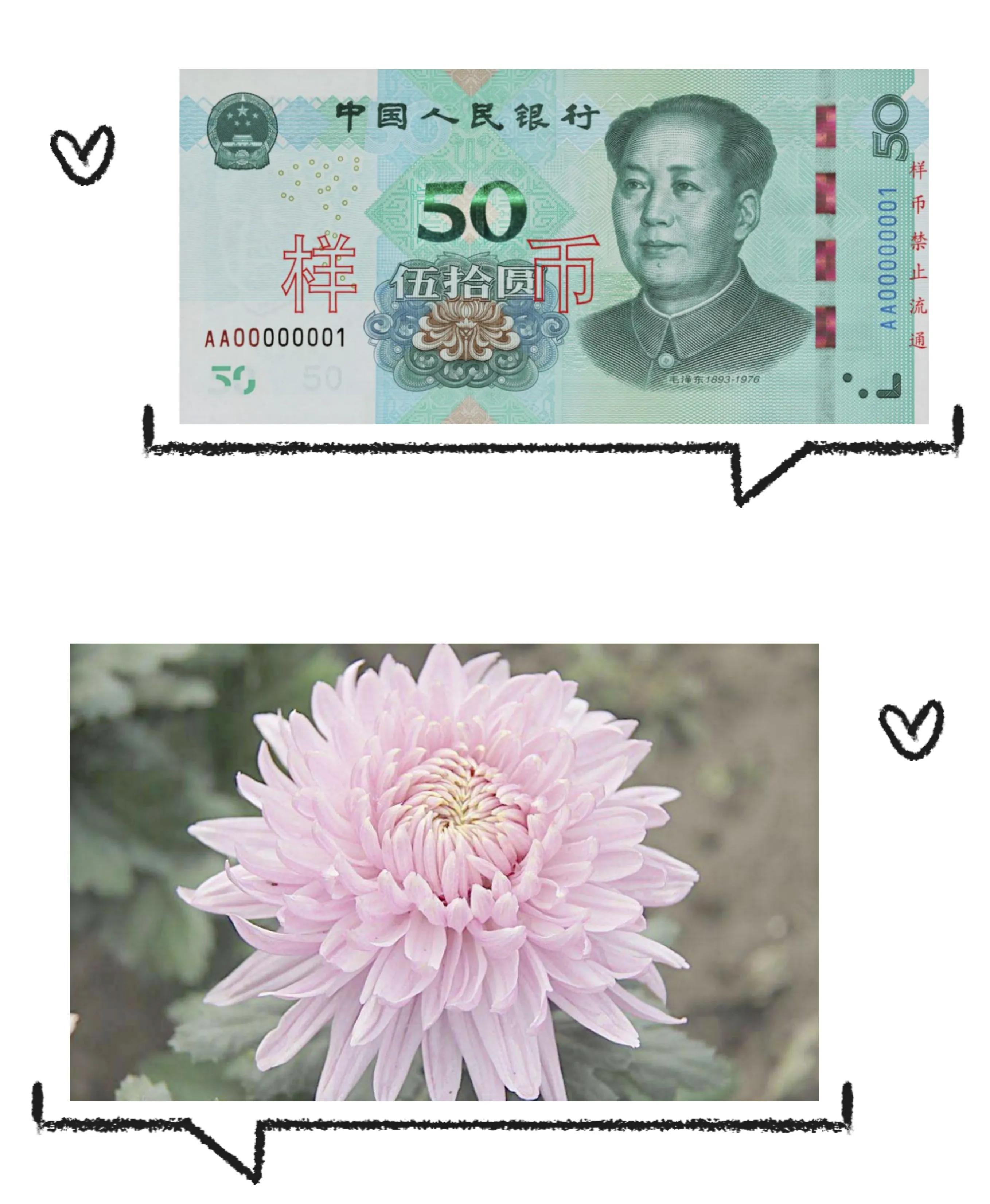 人民币上的花都代表什么,人民币上的花是什么花你知道吗