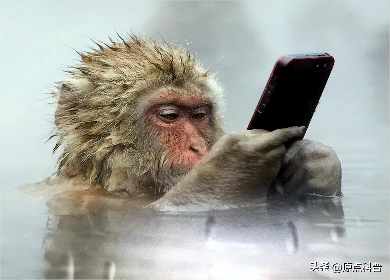 金丝猴是世界上最美猴子吗,世界上最濒危的猴子是什么猴