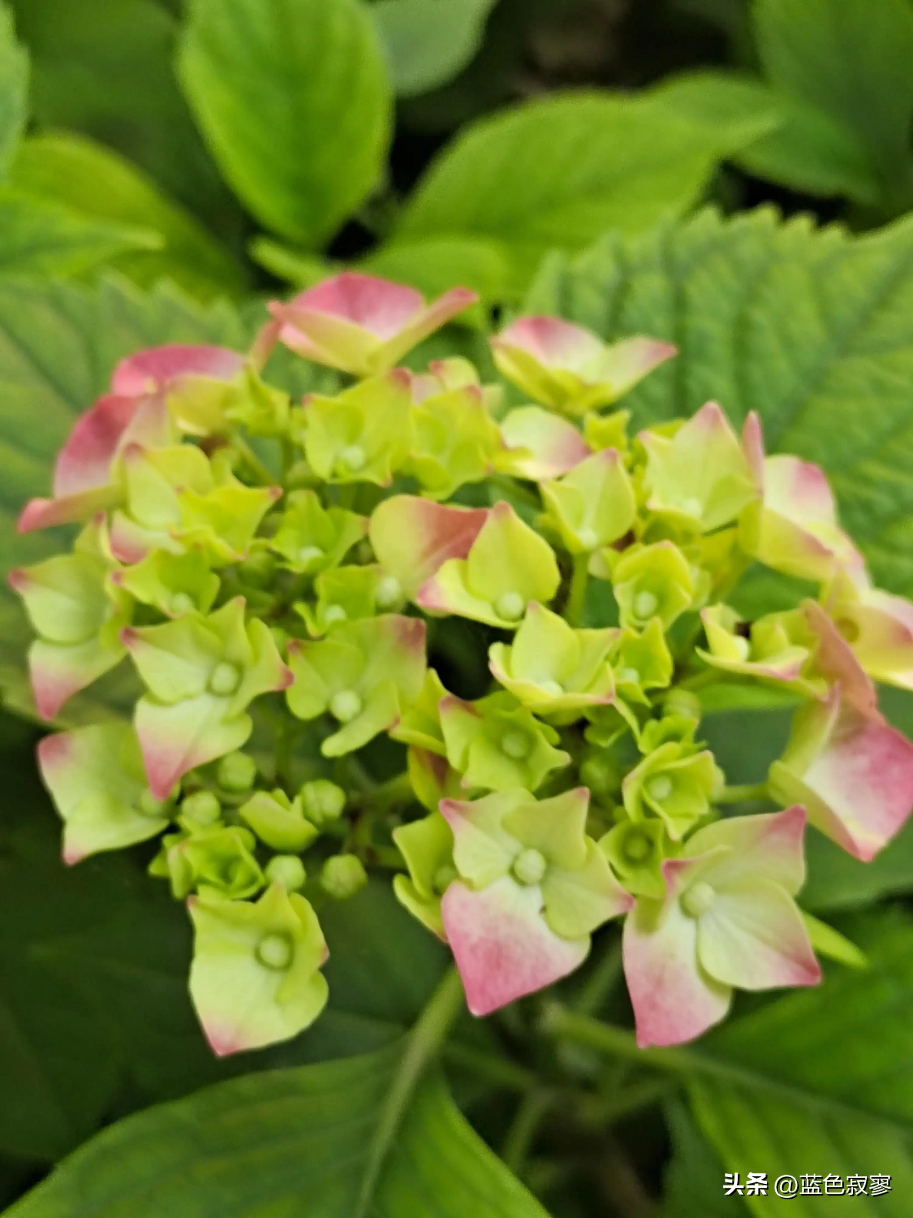 绣球花开洁白如玉令人赏心悦目,绣球花生如夏花