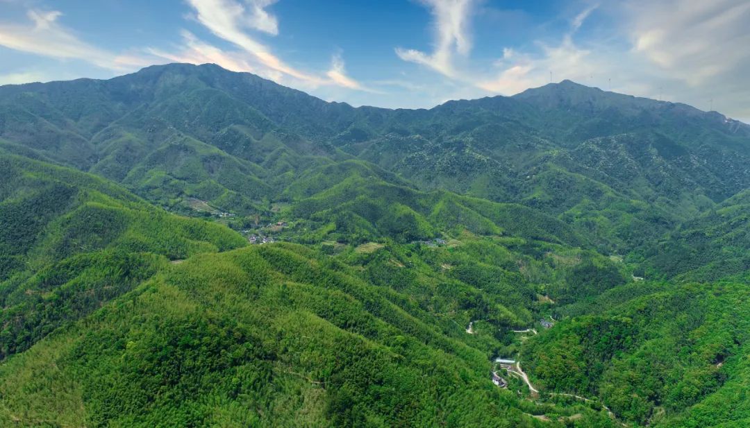 韶关竹产业,韶关竹子产业