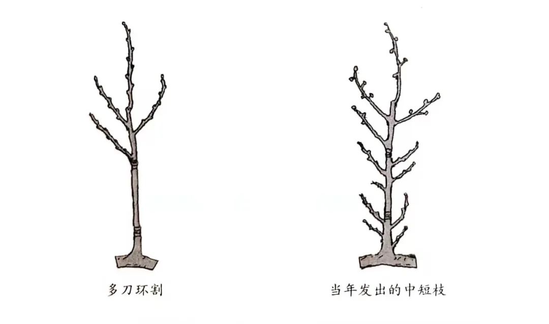 盆景一二三级枝修剪,盆景修剪的九大技法