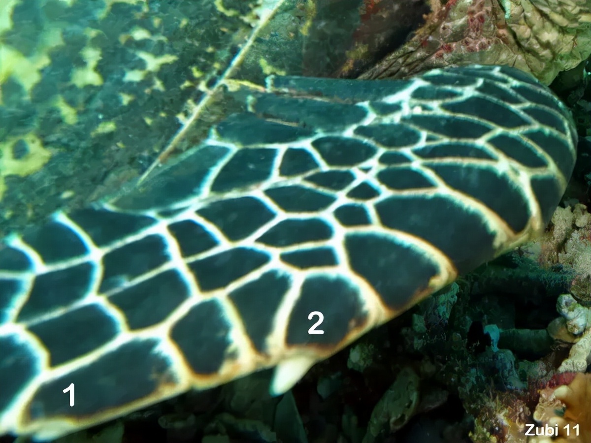 玳瑁稀有程度,玳瑁寿命真的有1500年