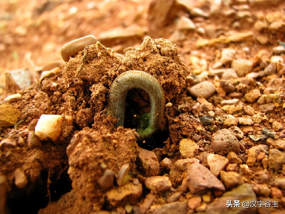 姹夊瓧妞嶇墿,鑽夋湪姹夊瓧